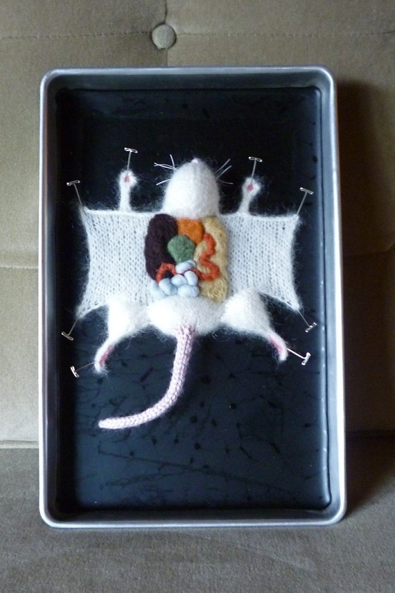 Yarn Rat Dissection