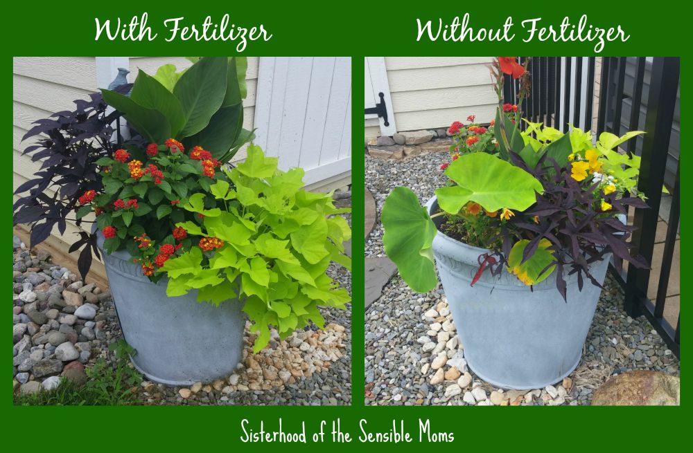 Three Easy Container Garden Tips to Give You More Bang for Your Buck | DIY Garden Design Principles | Sisterhood of the Sensible Moms